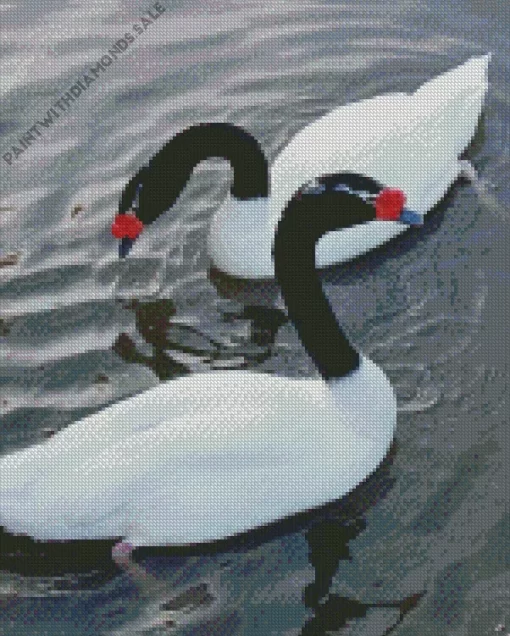 Black Necked Swan Pair Diamond Painting