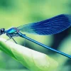 Blue Dragonfly Close Up Diamond Painting