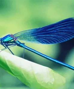 Blue Dragonfly Close Up Diamond Painting