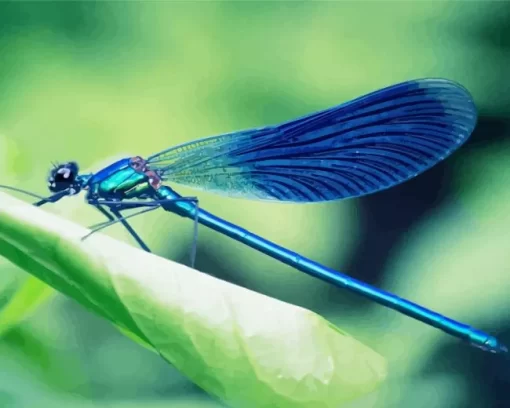 Blue Dragonfly Close Up Diamond Painting