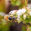 Blueberry Bees Diamond Painting