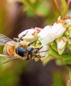 Blueberry Bees Diamond Painting