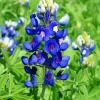 Bluebonnet Lupine Diamond Painting