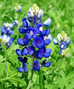 Bluebonnet Lupine Diamond Painting