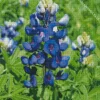 Bluebonnet Lupine Diamond Painting