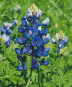 Bluebonnet Lupine Diamond Painting