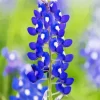 Bluebonnet Lupine Close Up Diamond Painting