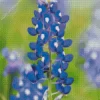 Bluebonnet Lupine Close Up Diamond Painting