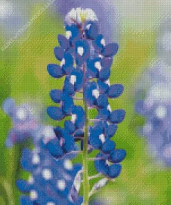 Bluebonnet Lupine Close Up Diamond Painting