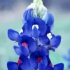 Bluebonnet Lupine Flower Diamond Painting