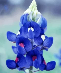 Bluebonnet Lupine Flower Diamond Painting