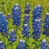 Bluebonnet Lupine Plant Diamond Painting