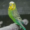 Budgie Diamond Painting