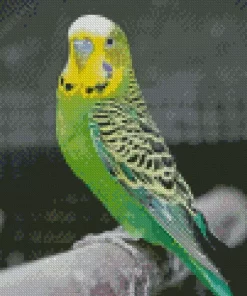 Budgie Diamond Painting