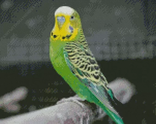 Budgie Diamond Painting