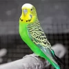 Budgie Diamond Painting