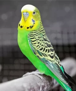 Budgie Diamond Painting