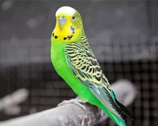 Budgie Diamond Painting