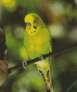 Budgie Bird Diamond Painting