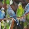 Budgie Birds Diamond Painting