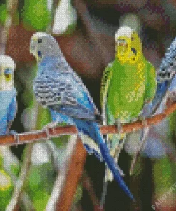 Budgie Birds Diamond Painting