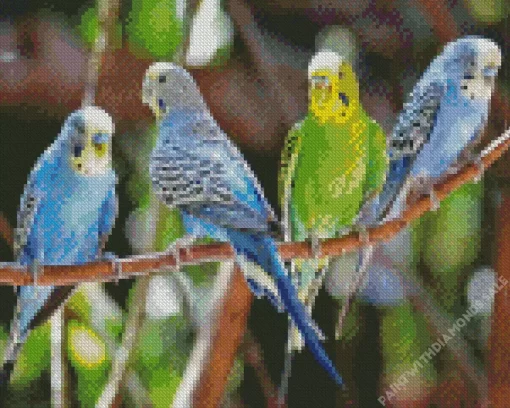 Budgie Birds Diamond Painting