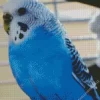 Budgie Blue Bird Diamond Painting