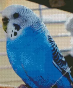 Budgie Blue Bird Diamond Painting