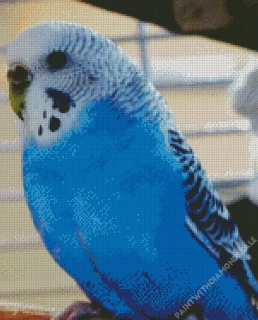 Budgie Blue Bird Diamond Painting