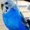 Budgie Blue Bird Diamond Painting