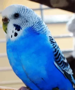 Budgie Blue Bird Diamond Painting