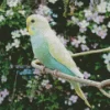 Budgie With Flowers Diamond Painting