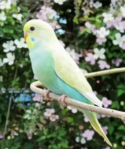 Budgie With Flowers Diamond Painting