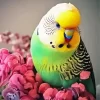 Budgie With Pink Flowers Diamond Painting