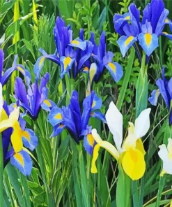 Bulbous Irises Diamond Painting