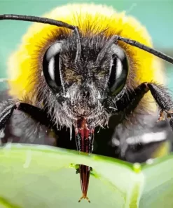 Bumblebee Close Up Diamond Painting