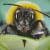 Bumblebee Close Up Diamond Painting