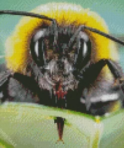 Bumblebee Close Up Diamond Painting