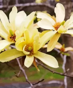 Butterfly Magnolia Close Up Diamond Painting