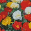 California Poppies Diamond Painting