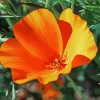 California Poppy Diamond Painting