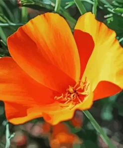 California Poppy Diamond Painting