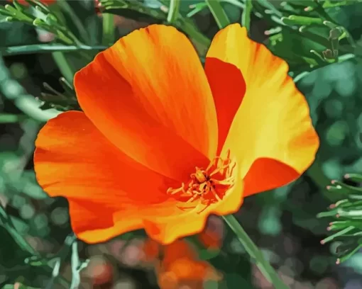 California Poppy Diamond Painting