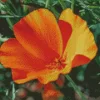 California Poppy Diamond Painting