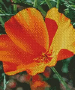 California Poppy Diamond Painting