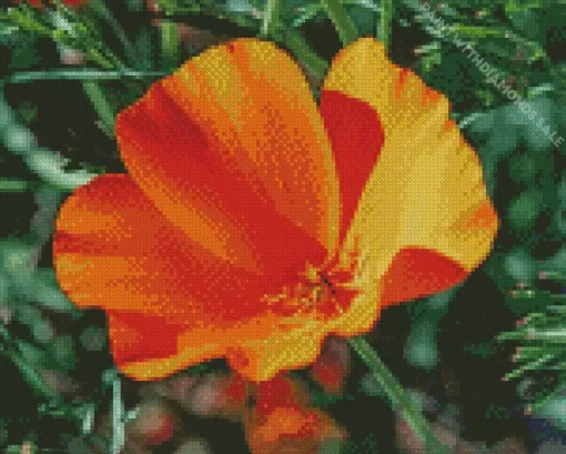 California Poppy Diamond Painting