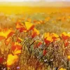 California Poppy Field Diamond Painting