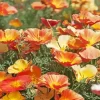 Californian Poppy Diamond Painting