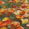 Californian Poppy Diamond Painting