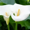 Calla Lilies Diamond Painting